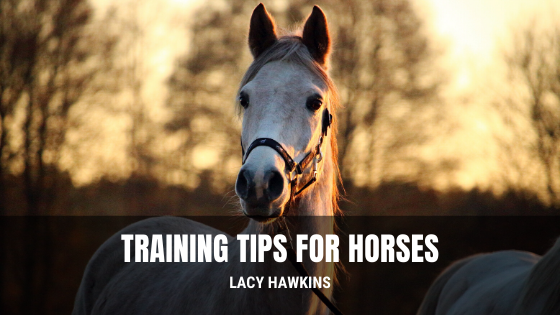 Training Tips for Horses