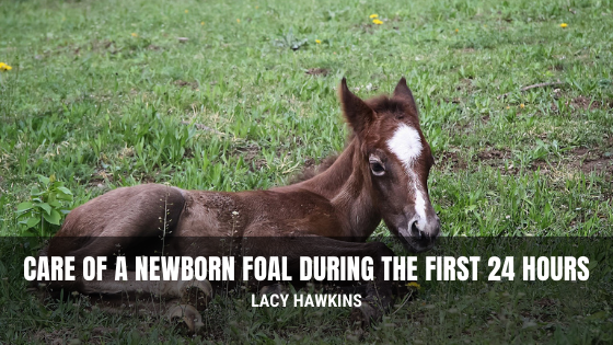 Care of a Newborn Foal During the First 24 Hours