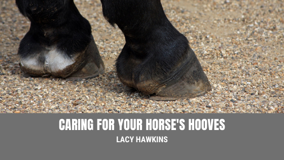 Caring for Your Horse's Hooves