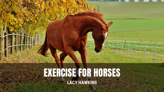 Exercise for Horses