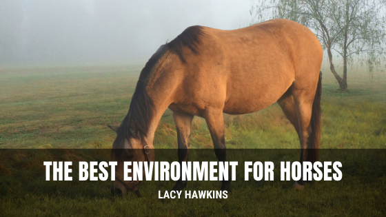The Best Environment for Horses