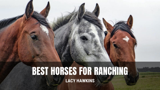 Best Horses for Ranching