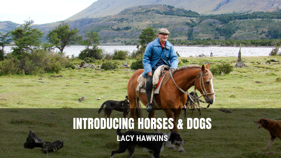 Introducing Dogs to Horses