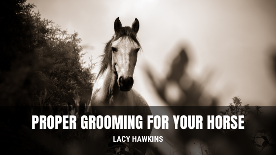 Proper Grooming for Your Horse