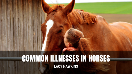 Common Illnesses in Horses