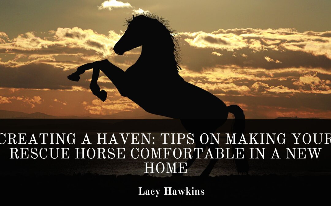 Creating a Haven: Tips on Making Your Rescue Horse Comfortable in a New Home