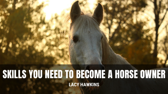Skills You Need to Become a Horse Owner