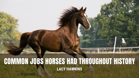 Common Jobs Horses Had Throughout History