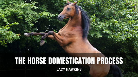 The Horse Domestication Process