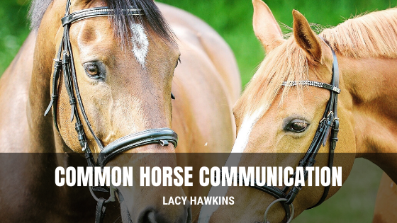 Common Horse Communication