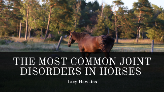 The Most Common Joint Disorders in Horses