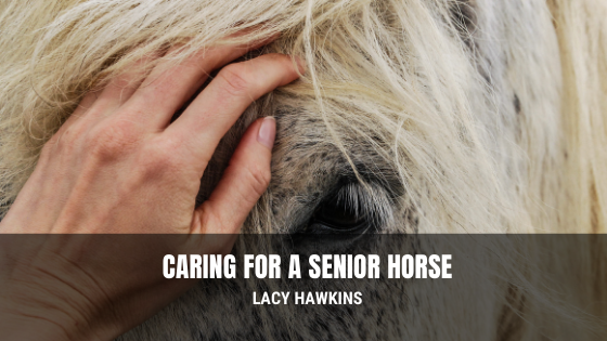 Caring For A Senior Horse