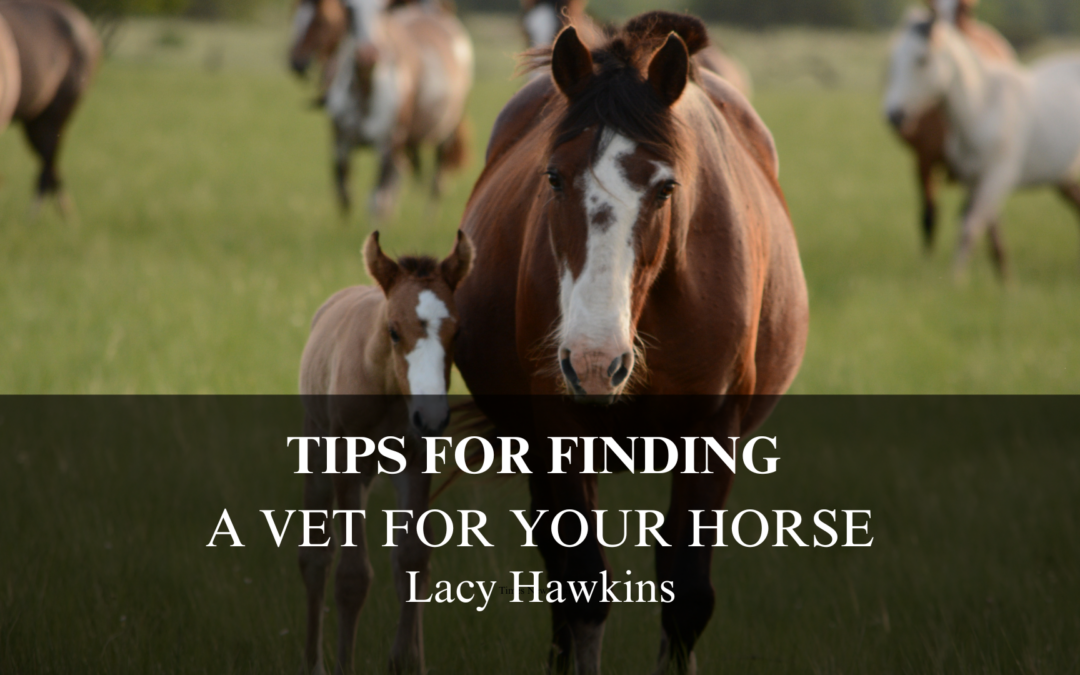 Tips for Finding a Vet for Your Horse