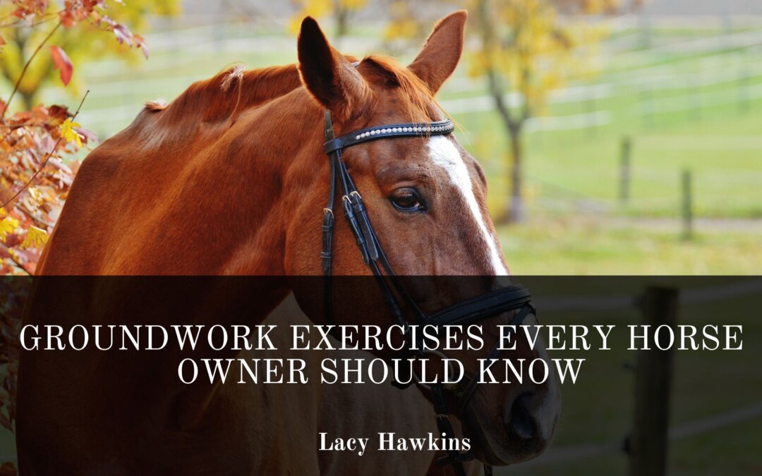 Groundwork Exercises Every Horse Owner Should Know