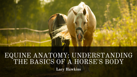 Equine Anatomy: Understanding the Basics of a Horse’s Body