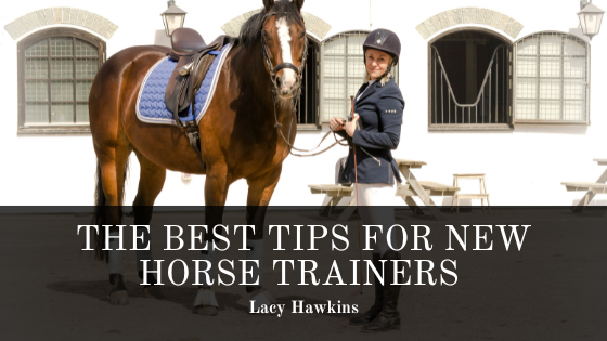 The Best Tips for New Horse Trainers