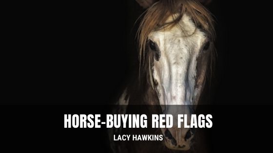 Horse-Buying Red Flags