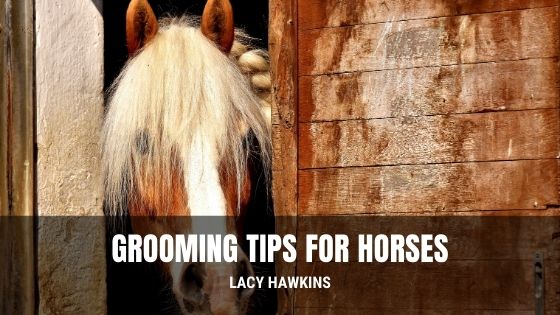 Grooming Tips for Horses