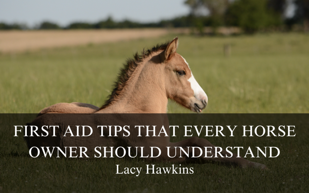 First Aid Tips That Every Horse Owner Should Understand