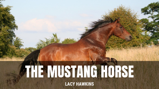 The Mustang Horse Lacy Hawkins