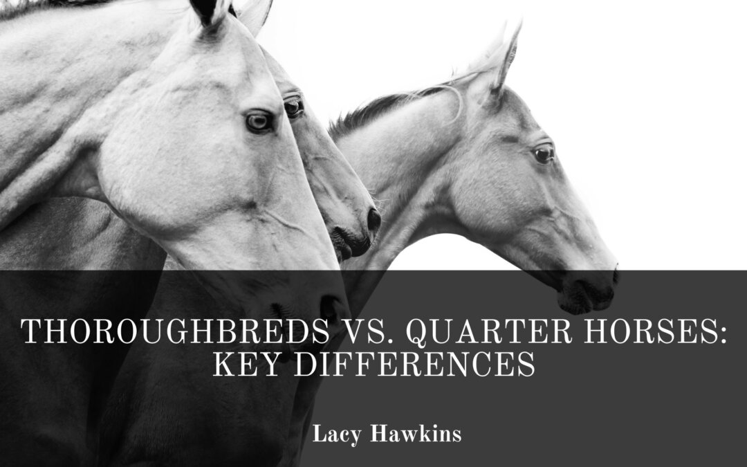 Thoroughbreds vs. Quarter Horses: Key Differences