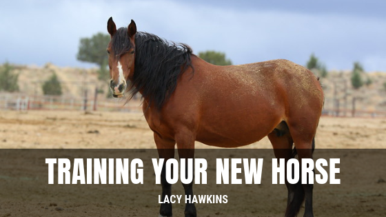 Training Your New Horse Lacy Hawkins