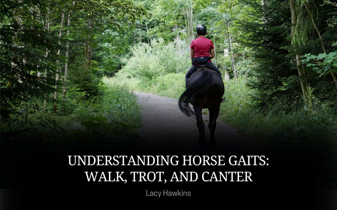Understanding Horse Gaits: Walk, Trot, and Canter