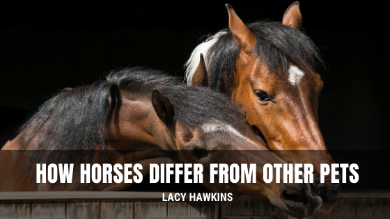 How Horses Differ From Other Pets