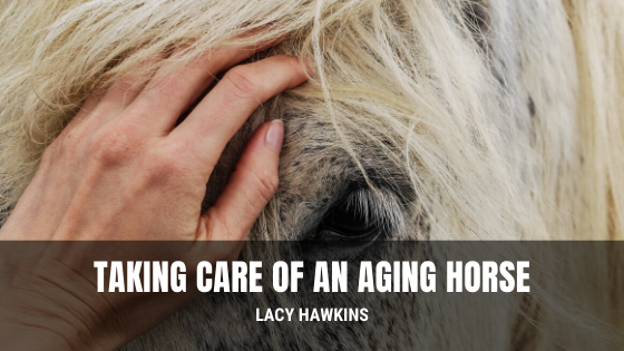 Taking Care of an Aging Horse