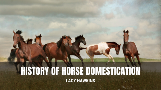 History of Horse Domestication