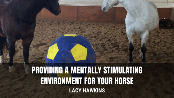 Providing a Mentally Stimulating Environment for Your Horse