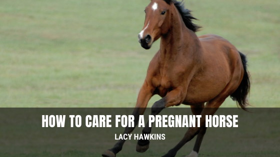 How to Care for a Pregnant Horse