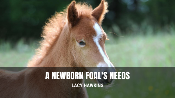 A Newborn Foal’s Needs