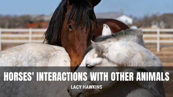 Horses’ Interactions With Other Animals