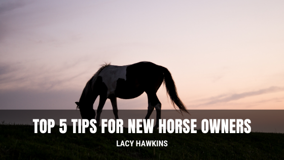 Top 5 Tips for New Horse Owners