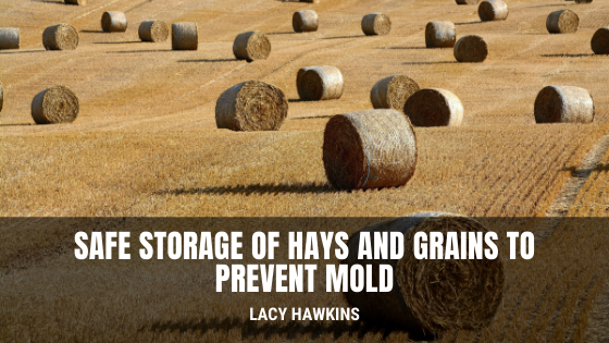 Safe Storage of Hays and Grains to Prevent Mold