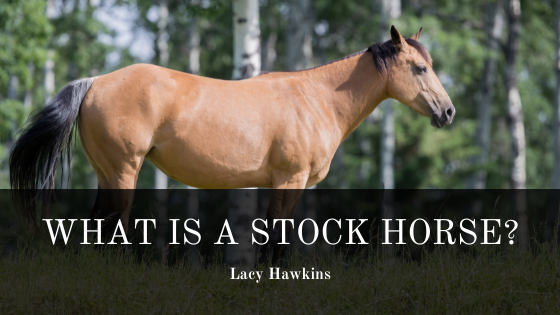 What Is A Stock Horse?