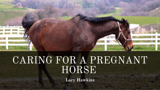 Caring for a Pregnant Horse
