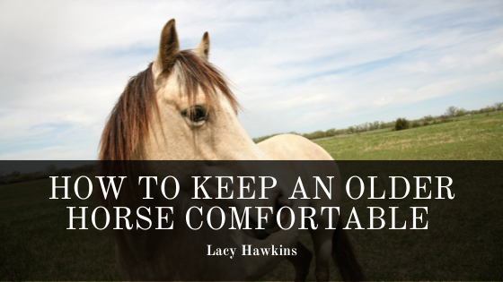 How To Keep An Older Horse Comfortable