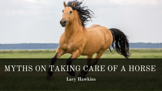 Lacy Hawkins Horse Care Myths
