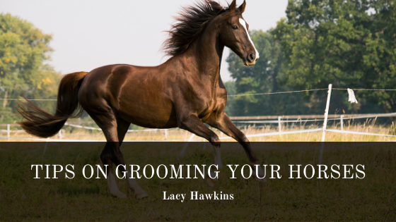 Lacy Hawkins Horse Grooming
