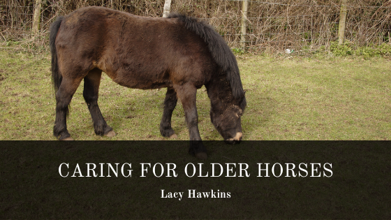 Caring For Older Horses