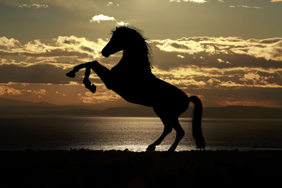 The The Fascinating History of Horses: From Domestication to Modern Equestrian Sports