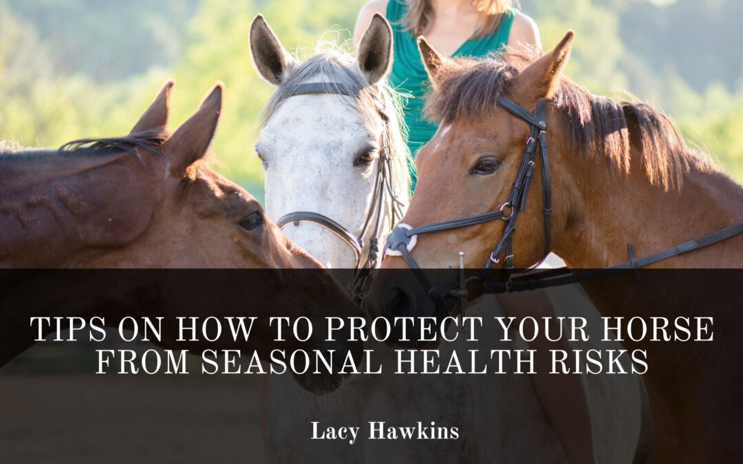 Tips On How to Protect Your Horse from Seasonal Health Risks