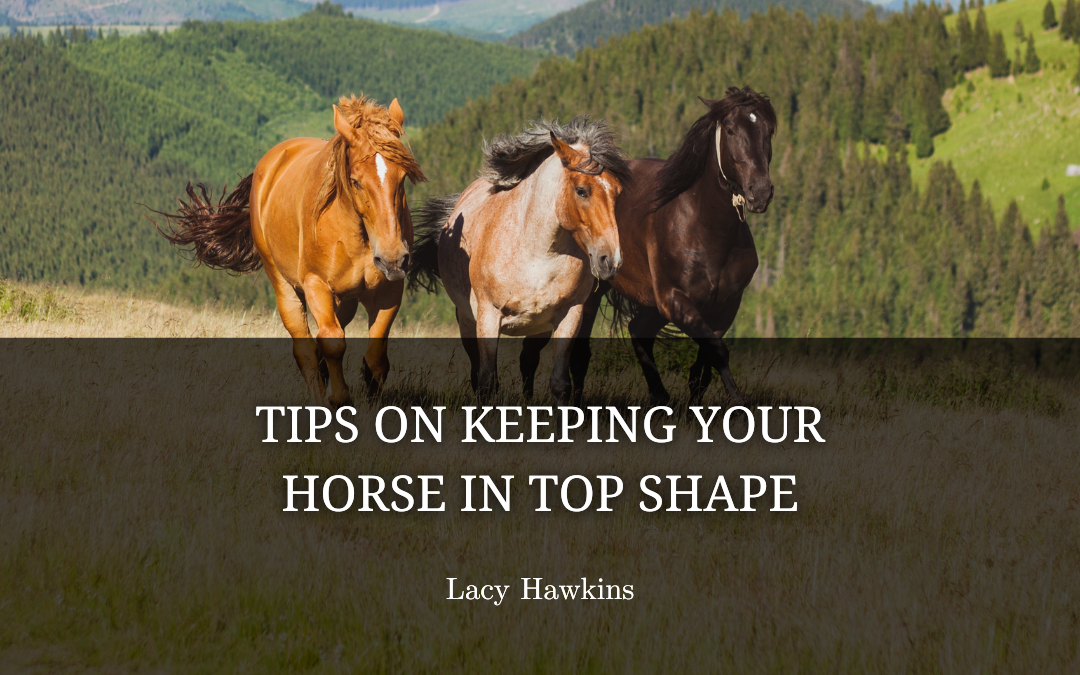Tips on Keeping Your Horse in Top Shape