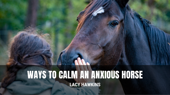 Ways To Calm An Anxious Horse