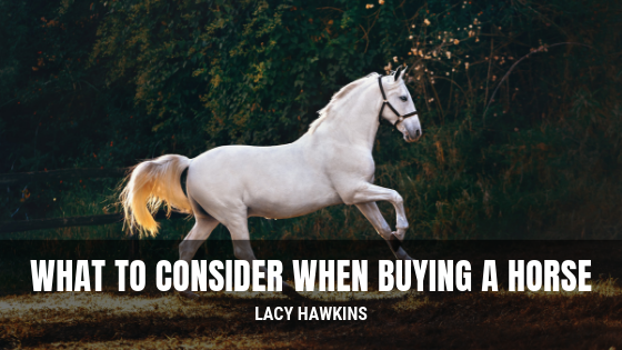 What To Consider When Buying A Horse Lacy Hawkins
